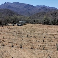 Support in funding and planting an Agave nursery for the local community